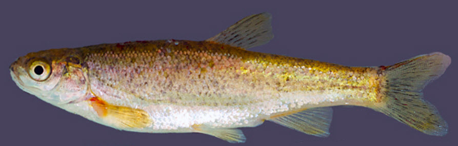 Iberochondrostoma oretanum_02.jpg